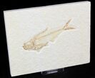 Diplomystus Fossil Fish - Wyoming #27665-1